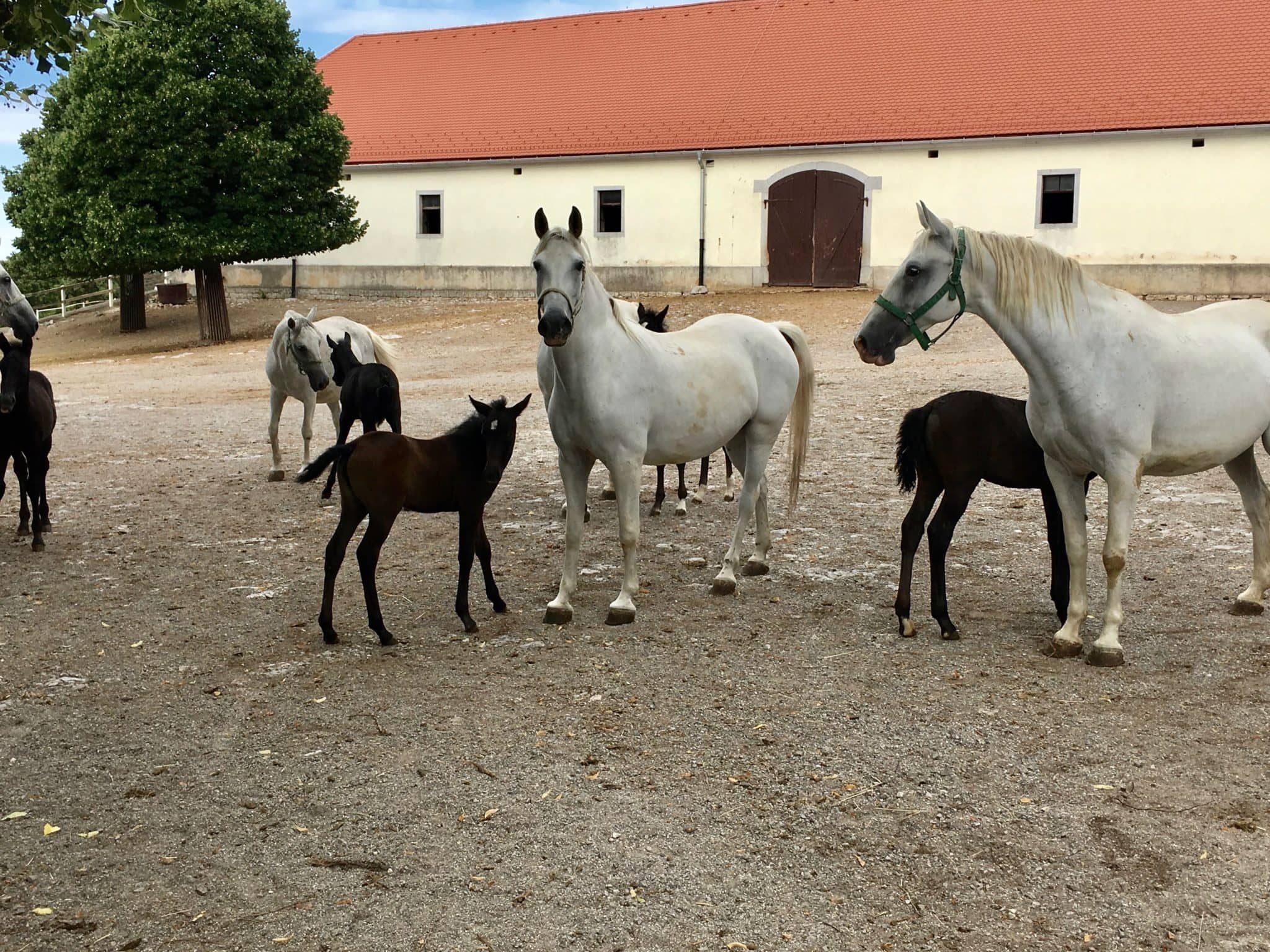 Mares and Foals