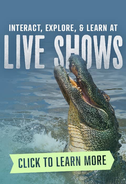 Live Educational Shows