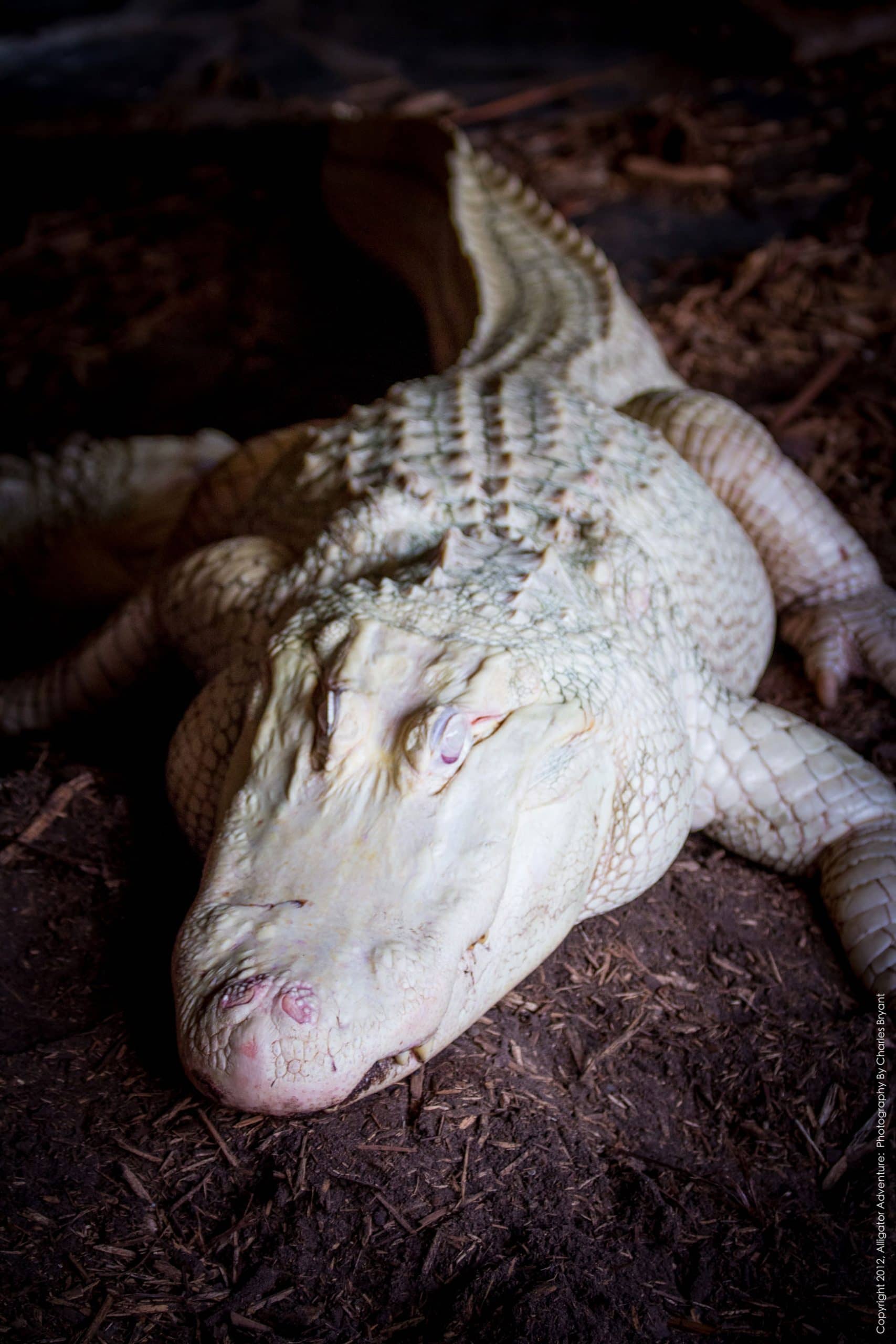 Rare Albino Alligator