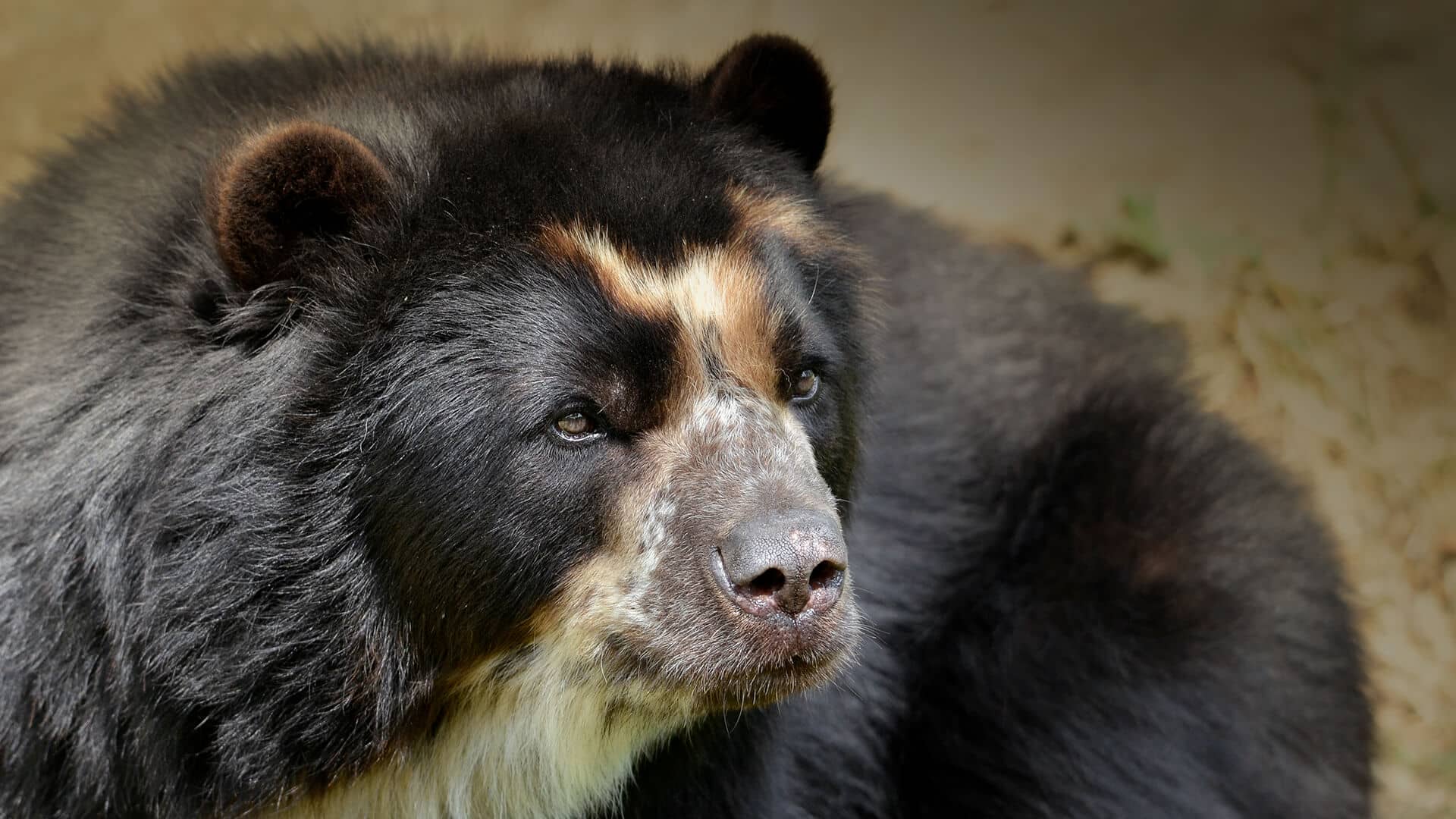 Andean Spectacled Bear