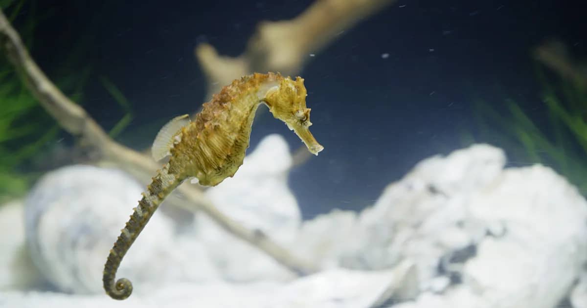Seahorse Wonders