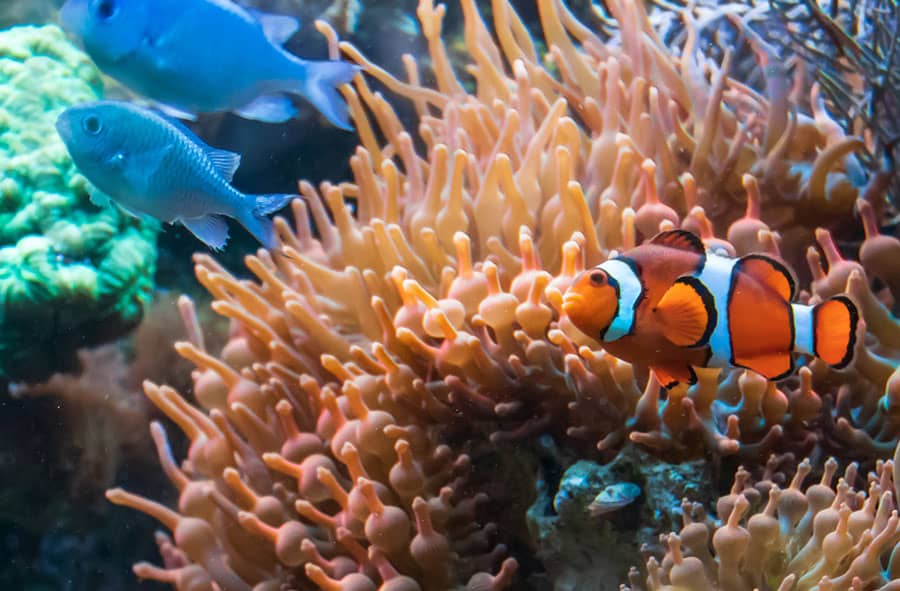 Diverse Marine Life