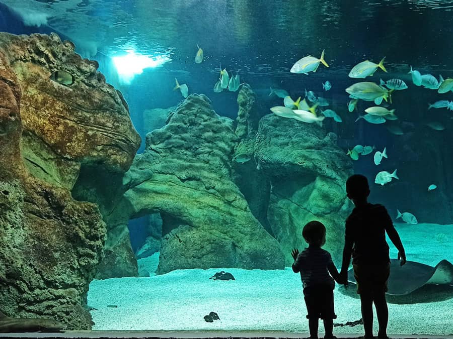 Touch Tanks