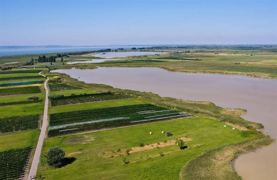 Reed Beds and Wetlands