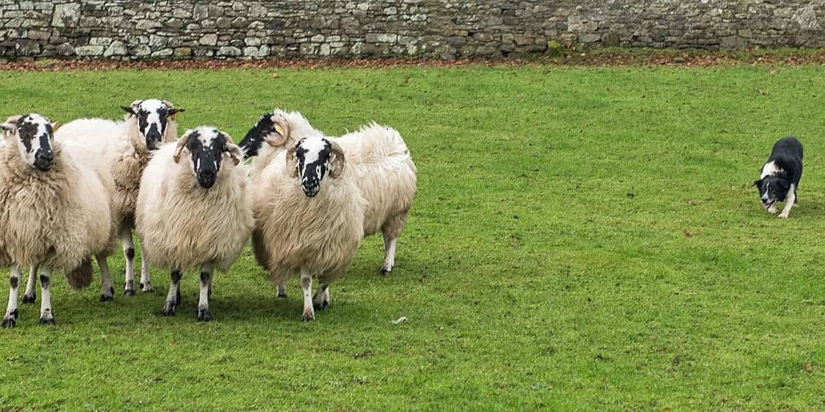 Charming Sheepdog Demonstration