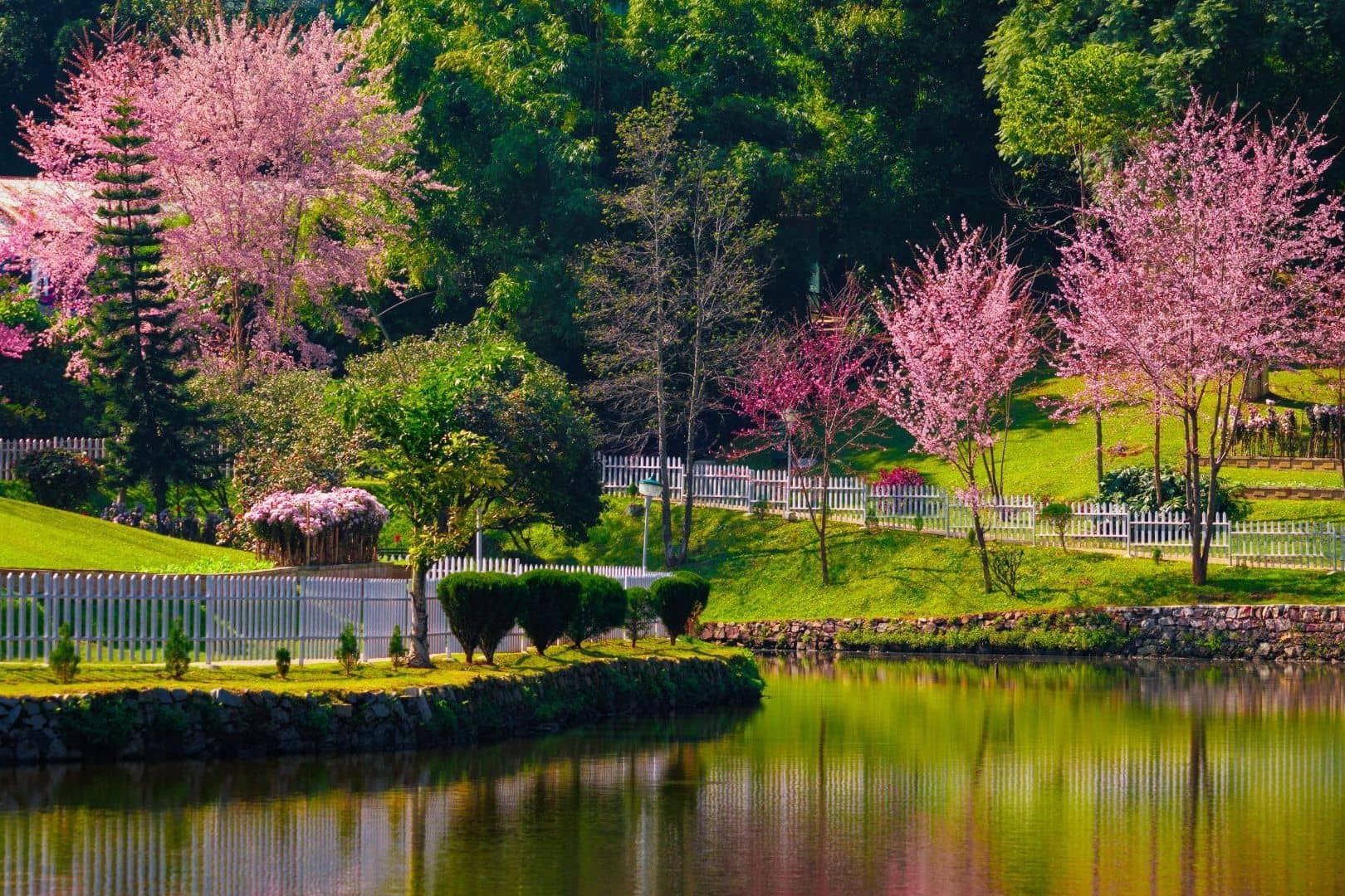 Vibrant Cherry Blossoms