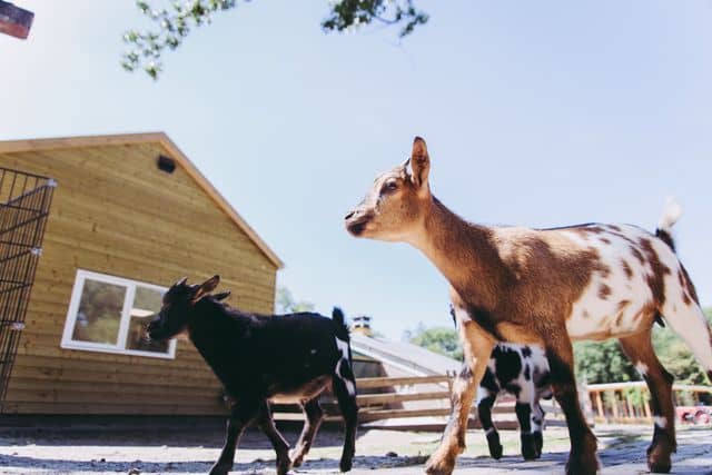 Playgrounds & Animal Encounters