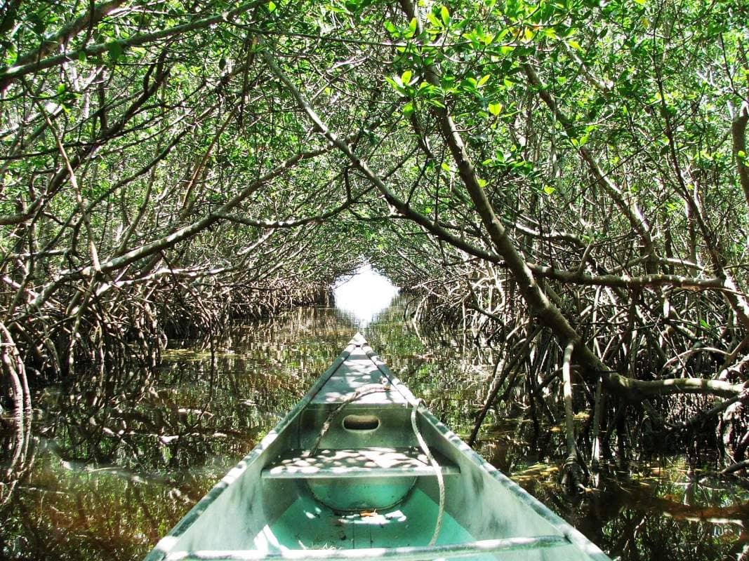 Kayaking Through Mangroves