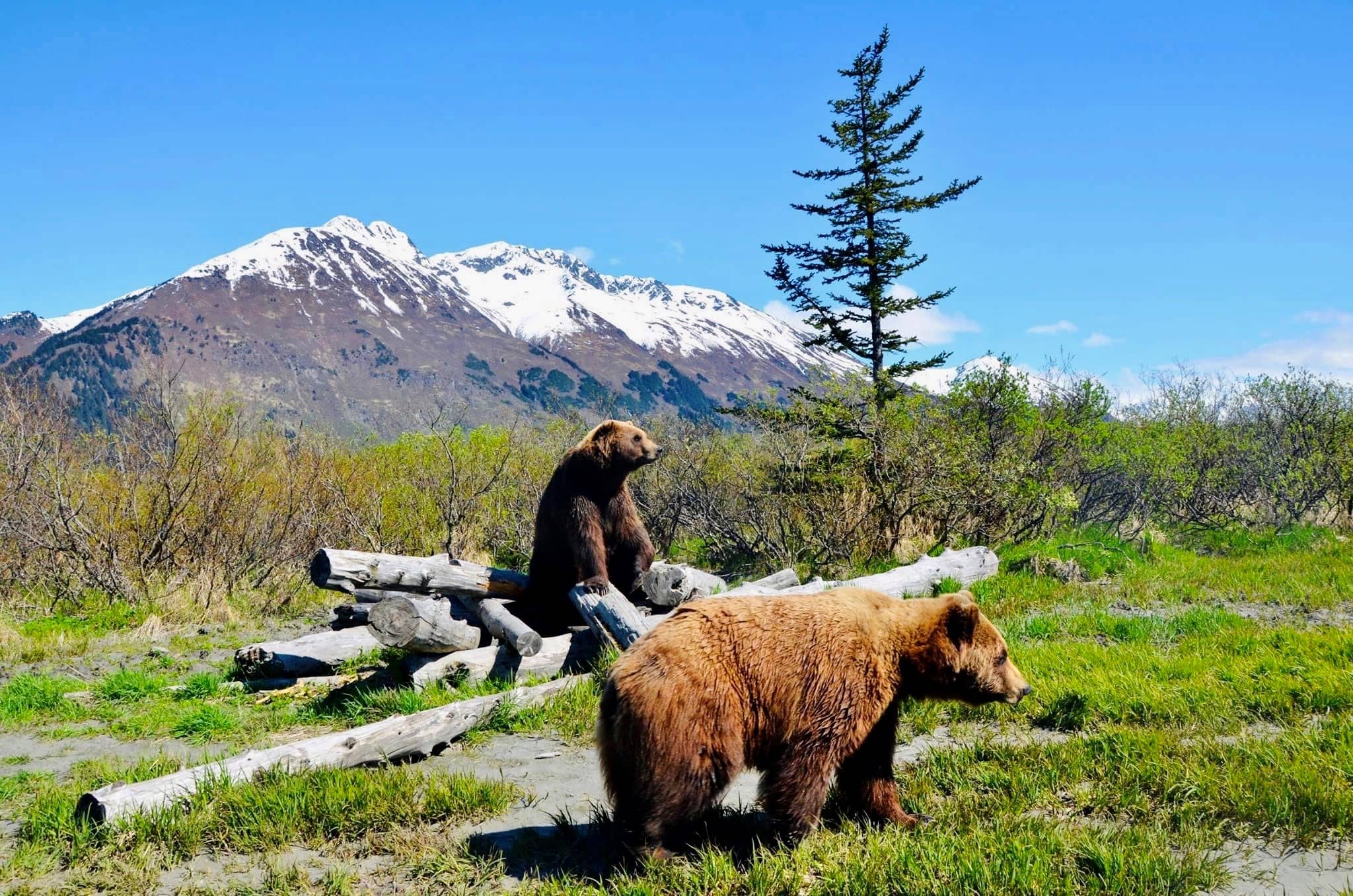 Alaska Wildlife Conservation Center