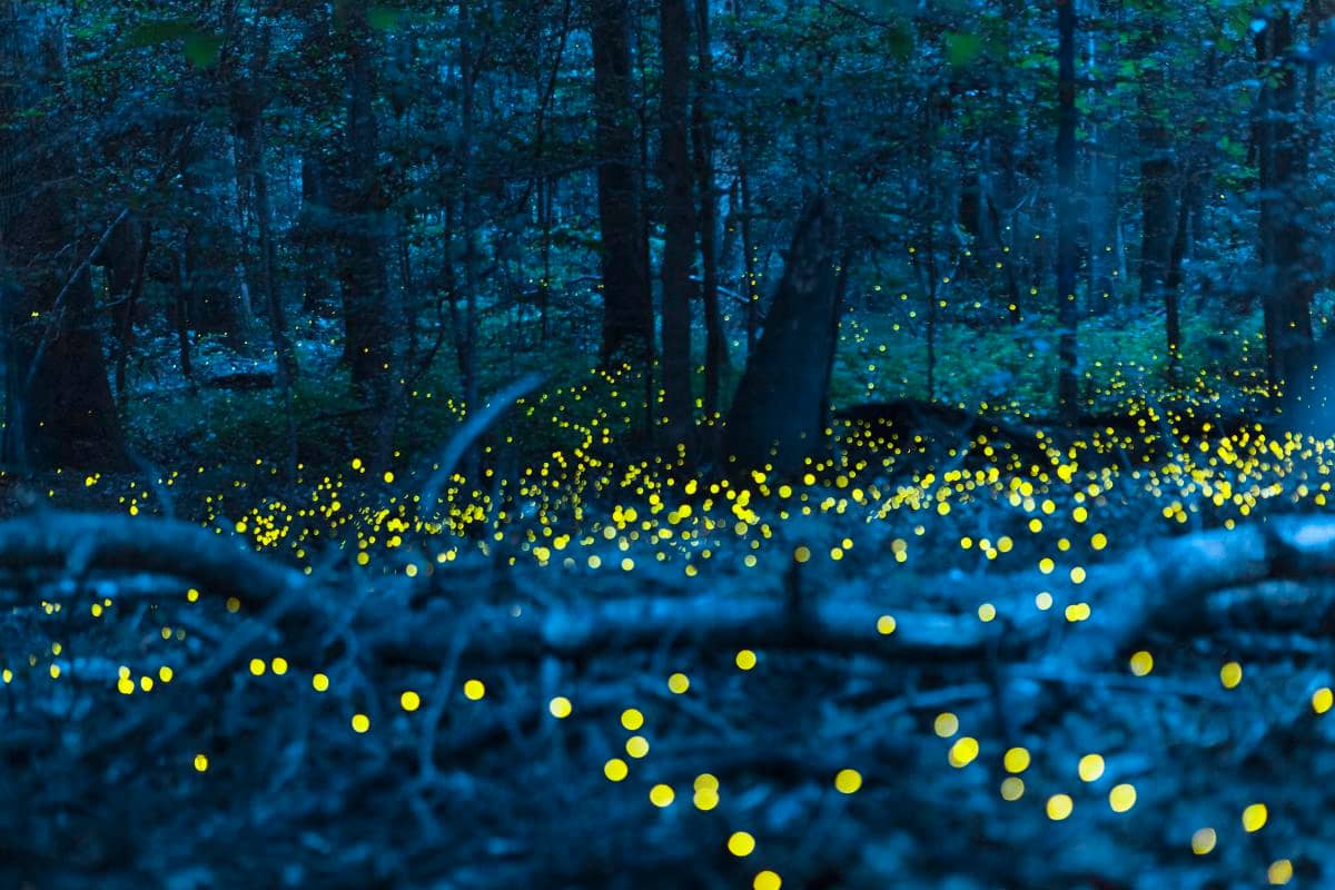 Firefly Spectacle