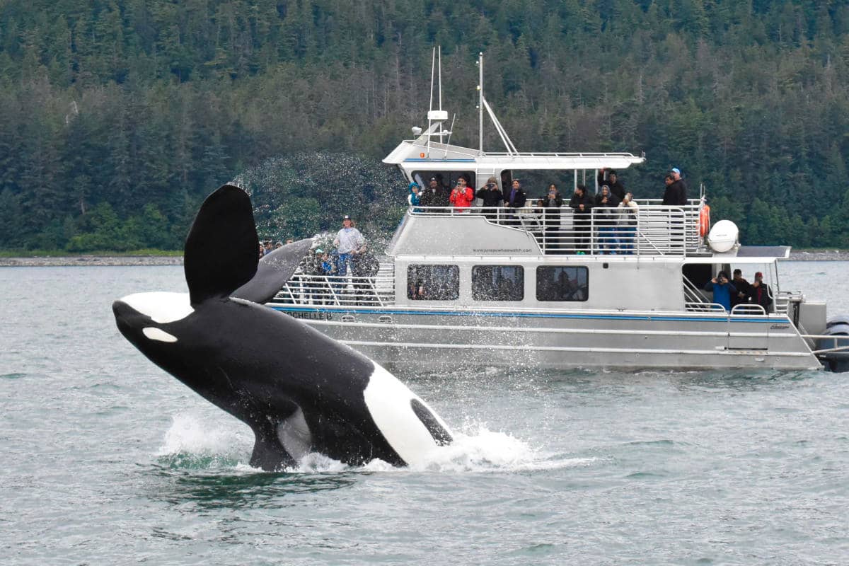 Whale Watching Excursions