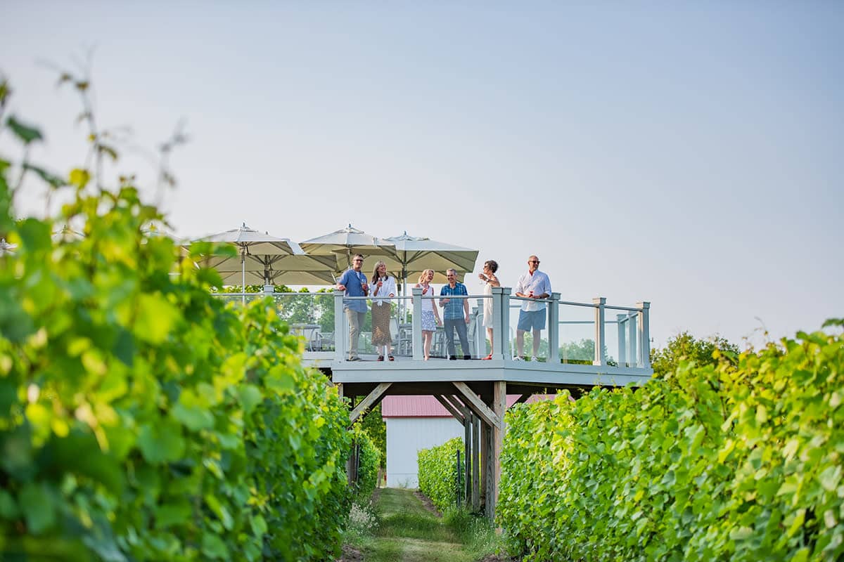 Vineyard Views & Refreshments