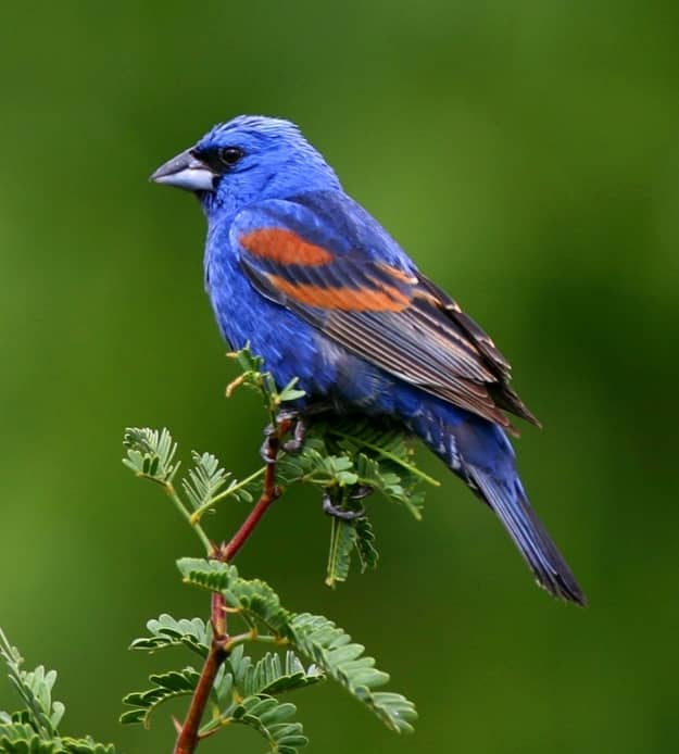 Birdwatching Hotspot