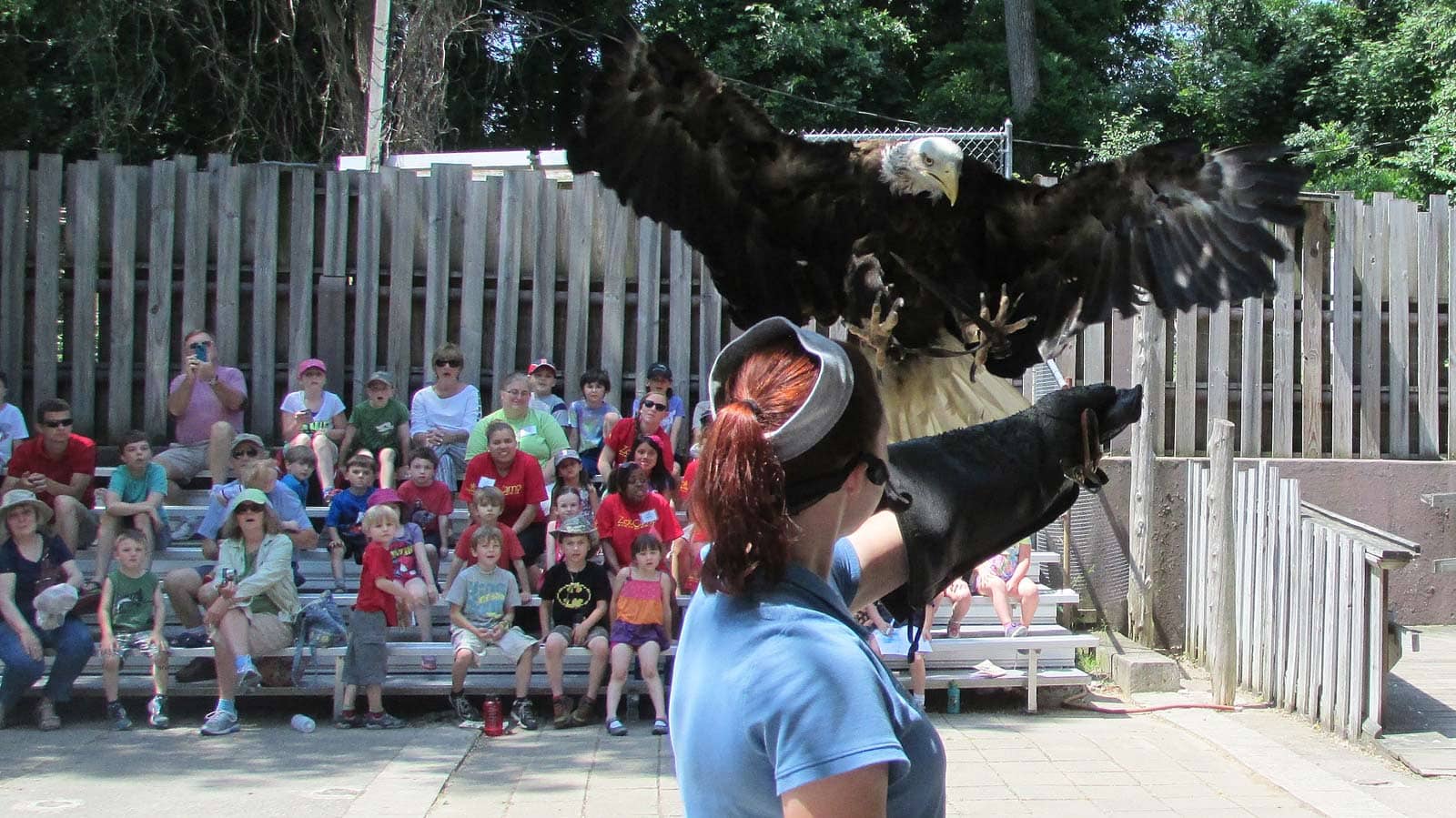 Bird of Prey Show
