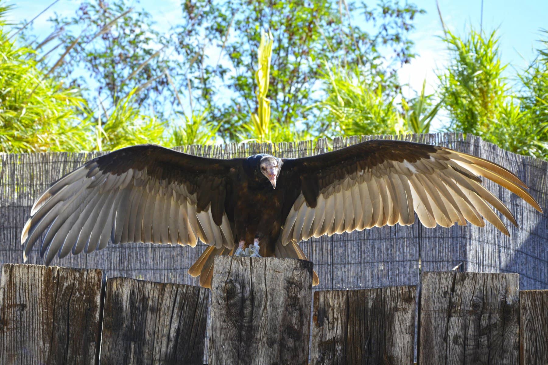 Bird Shows