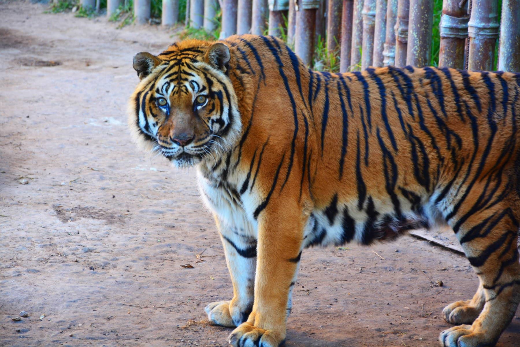 Fierce Tigers