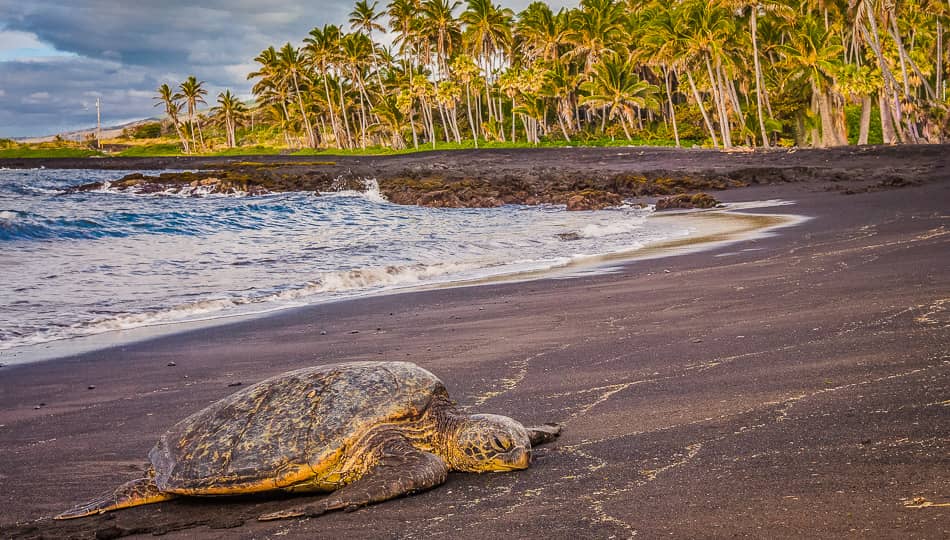 Abundant Sea Turtle Sightings