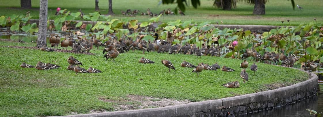 Tranquil Ponds and Wildlife