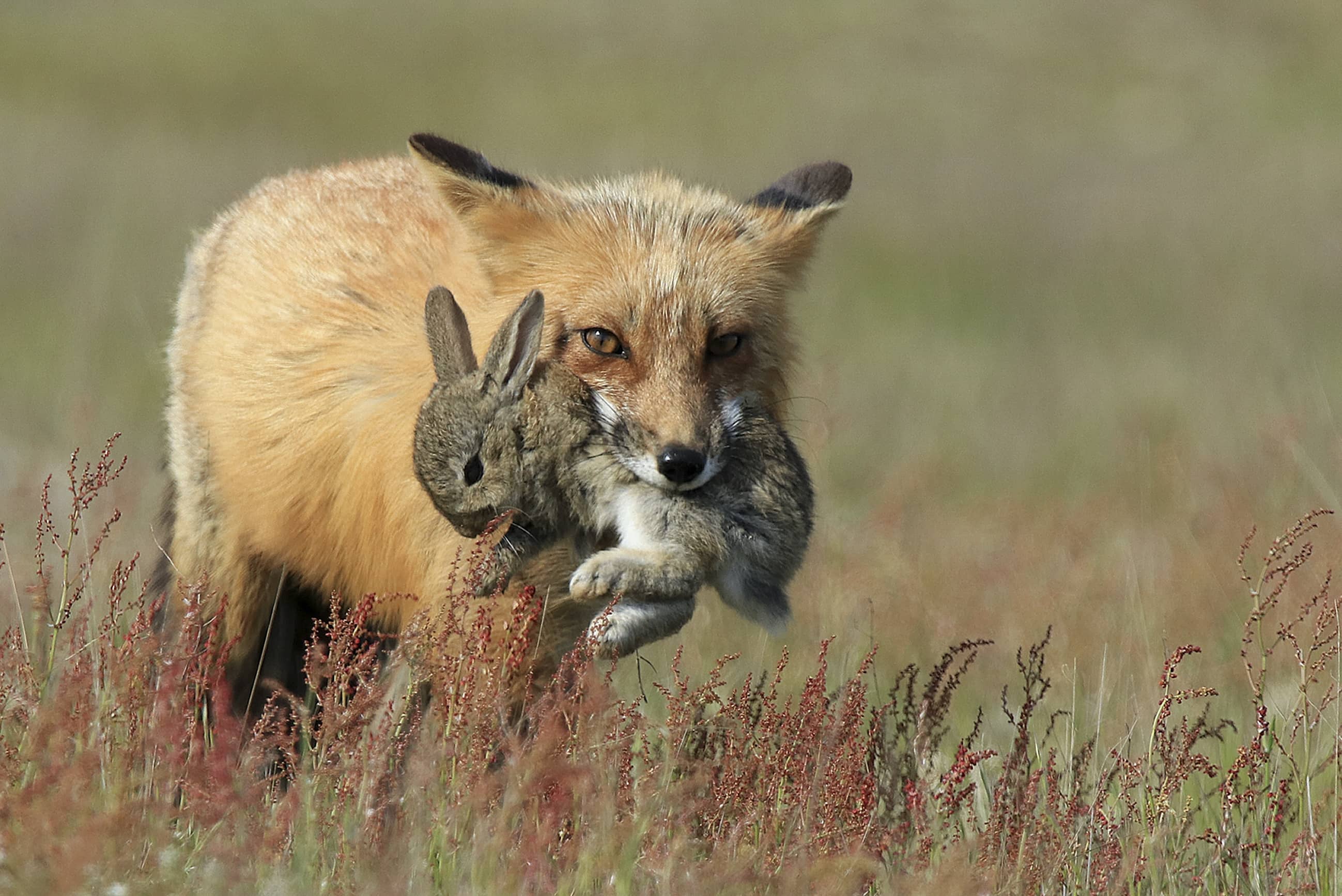 Abundant Wildlife Sightings