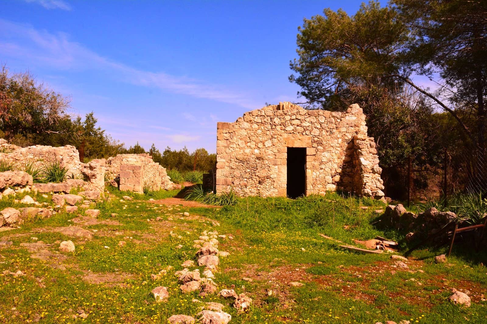Ancient Ruins & Old Oak