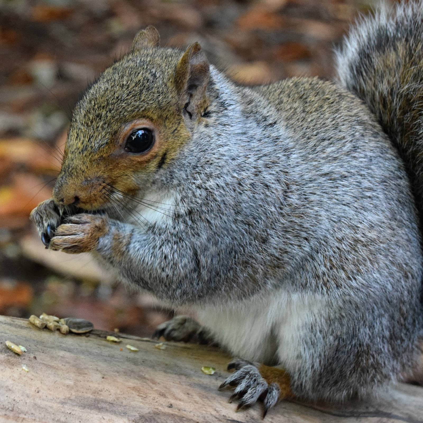 Playful Squirrels