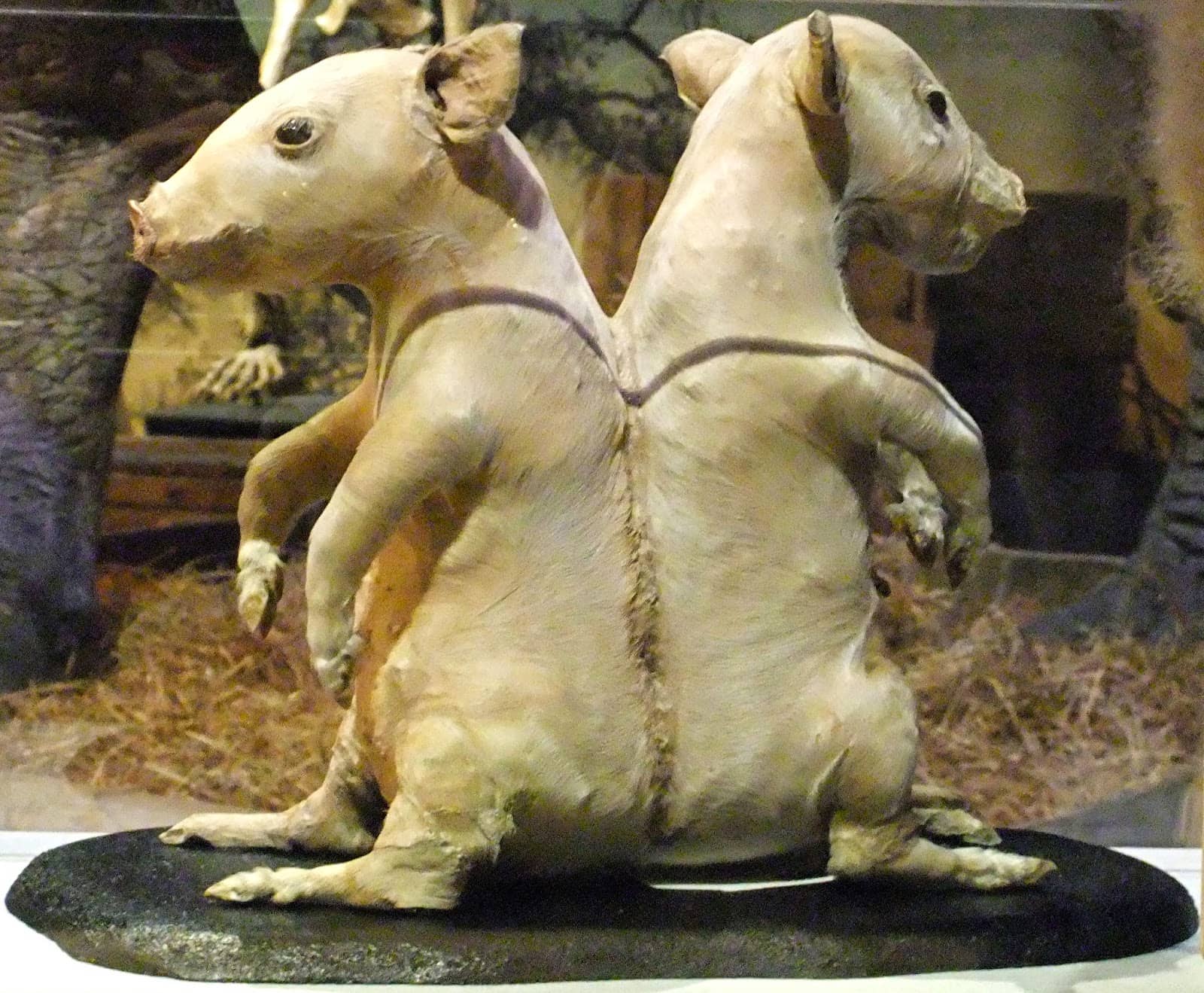 Rare Animal Skeletons