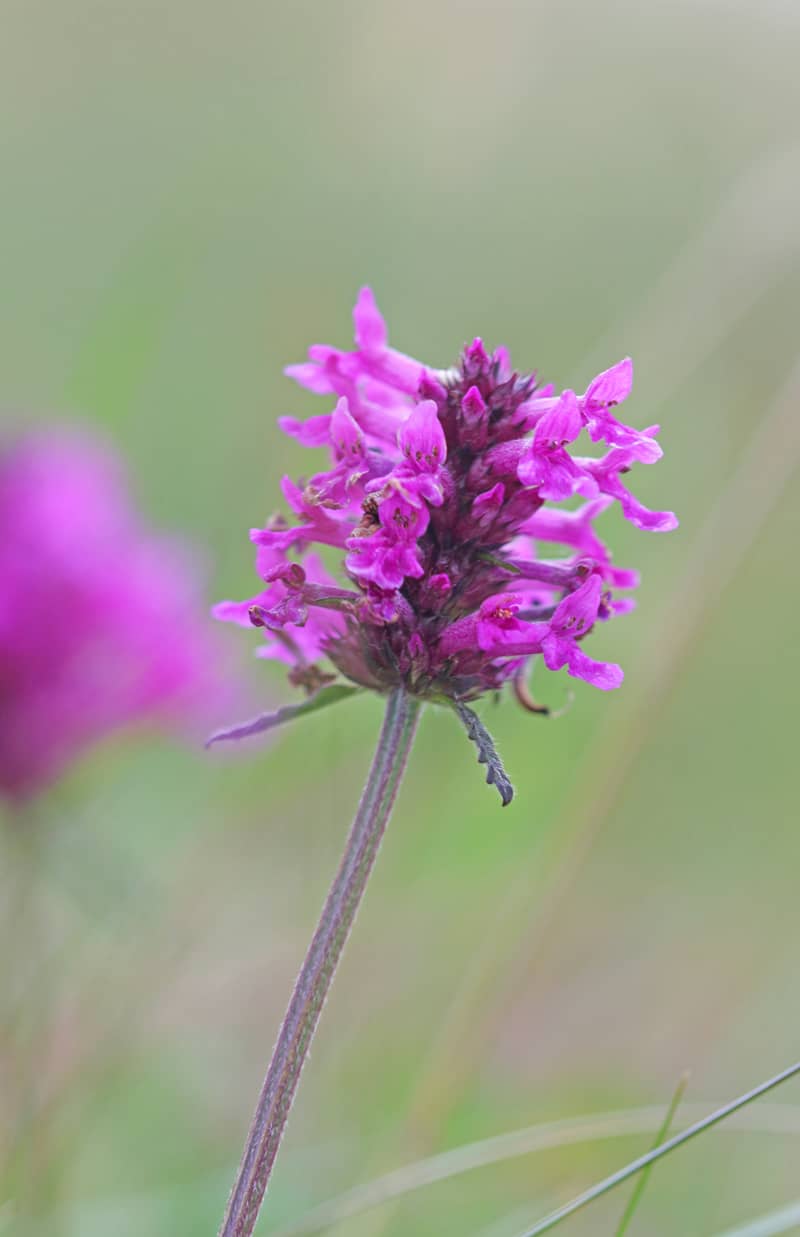 Wildflower and Wildlife Spotting