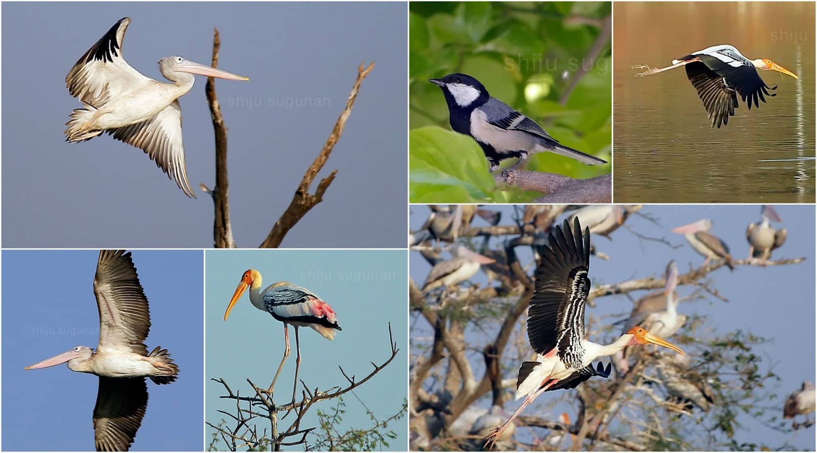 Birdwatcher's Paradise