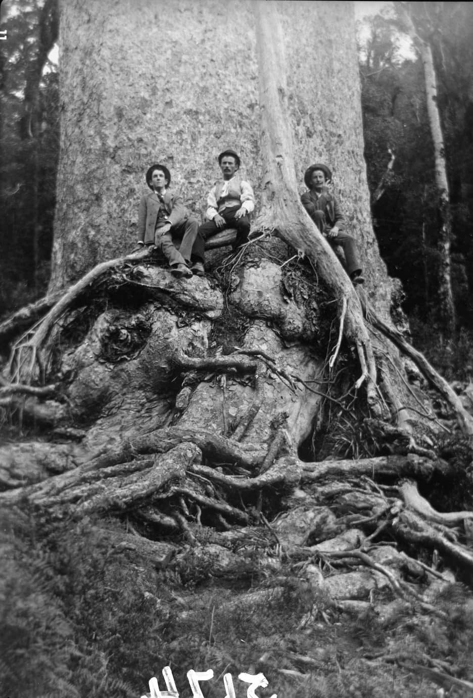 Historic Kauri Logging Remnants