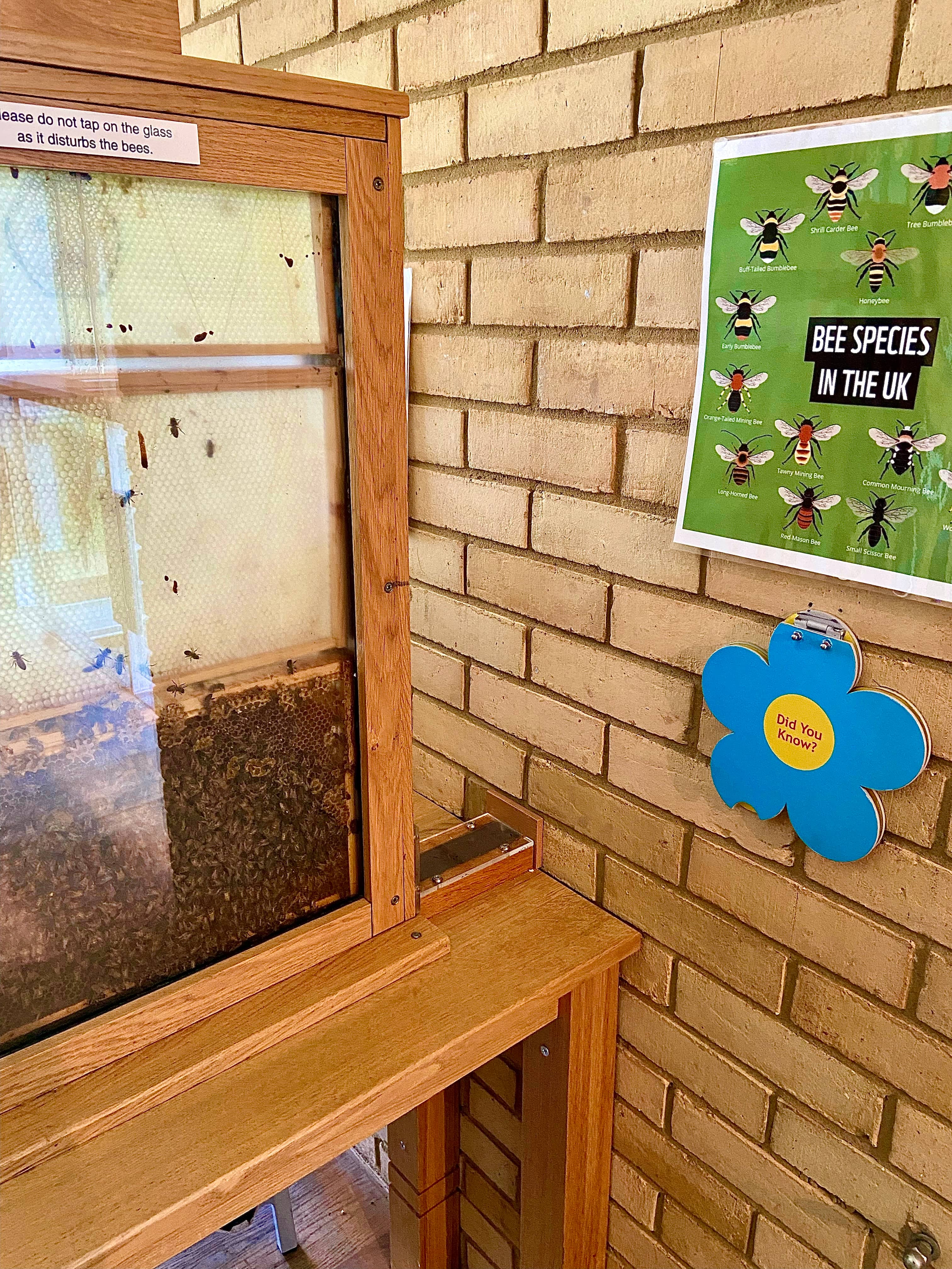 Live Bee Hive