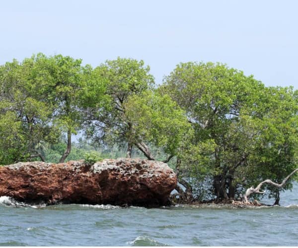 Cinnamon Island Visit