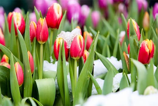 Seasonal Blooms