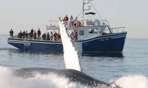 Whale Watching Opportunities