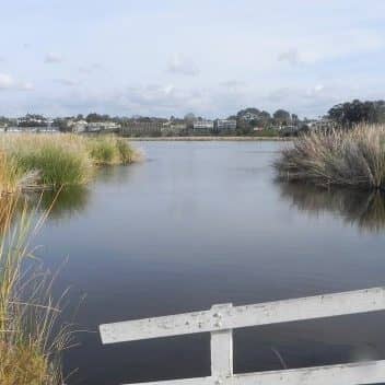 Estuary Ecosystem