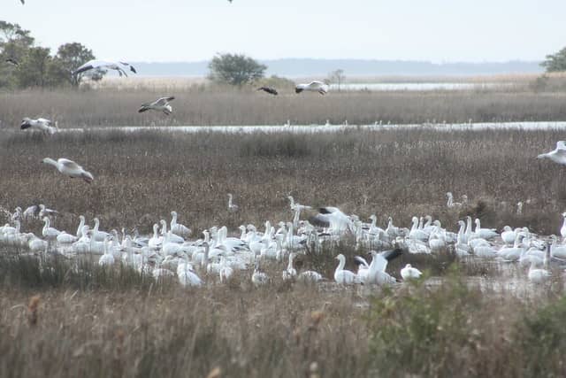 Migratory Waterfowl
