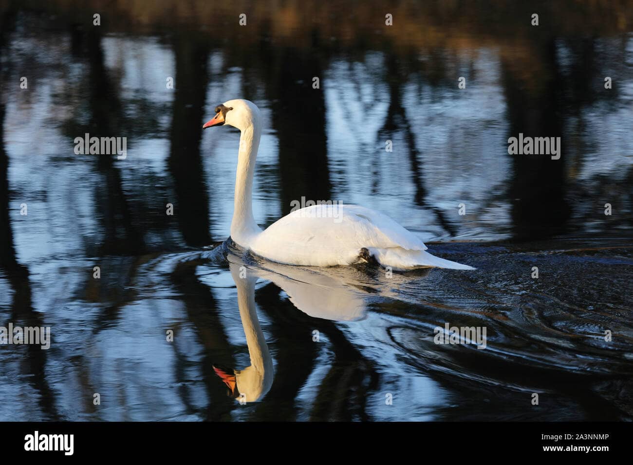 Wildlife Spotting