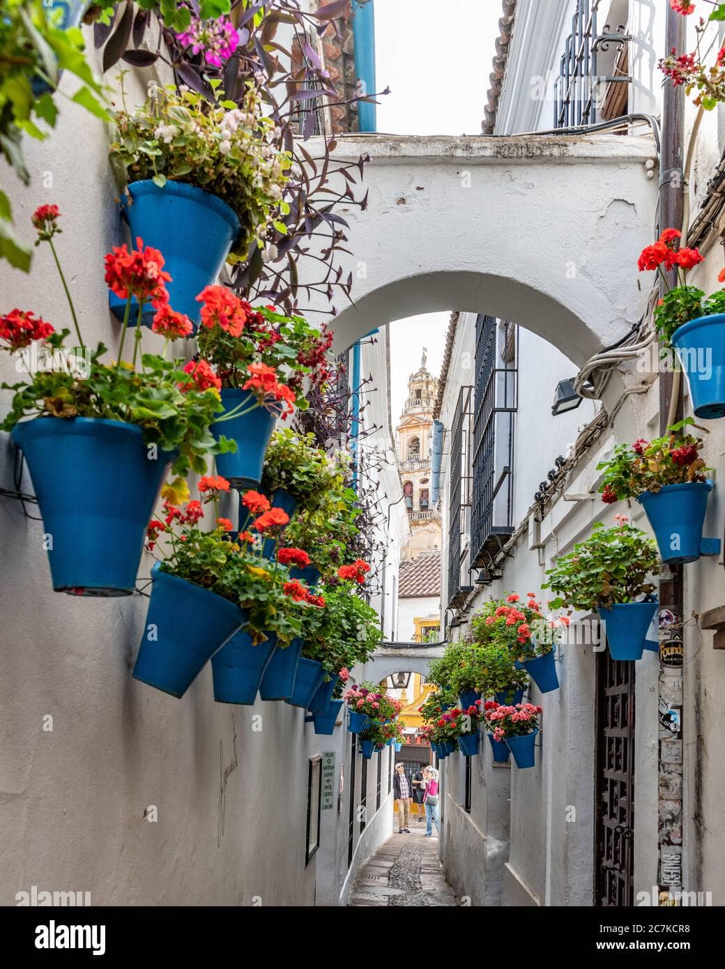 Vibrant Flower Displays