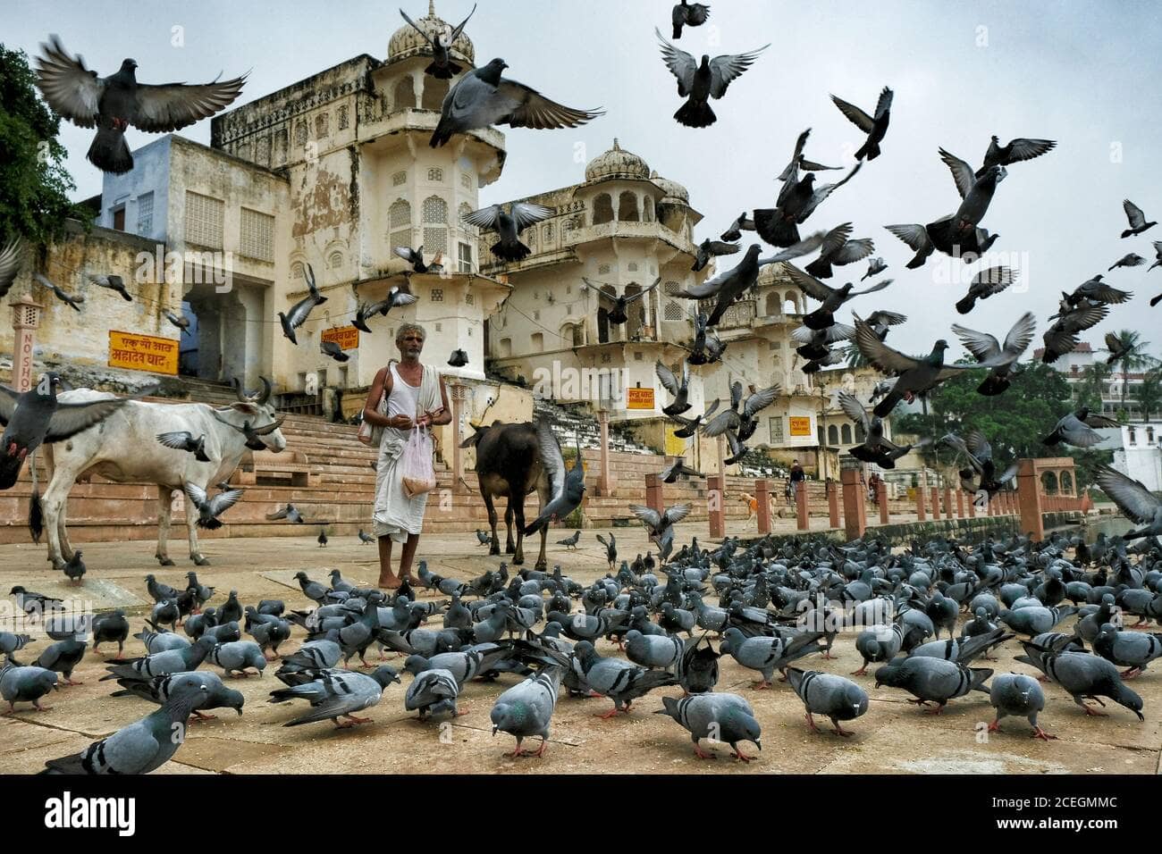 Pigeon Feeding