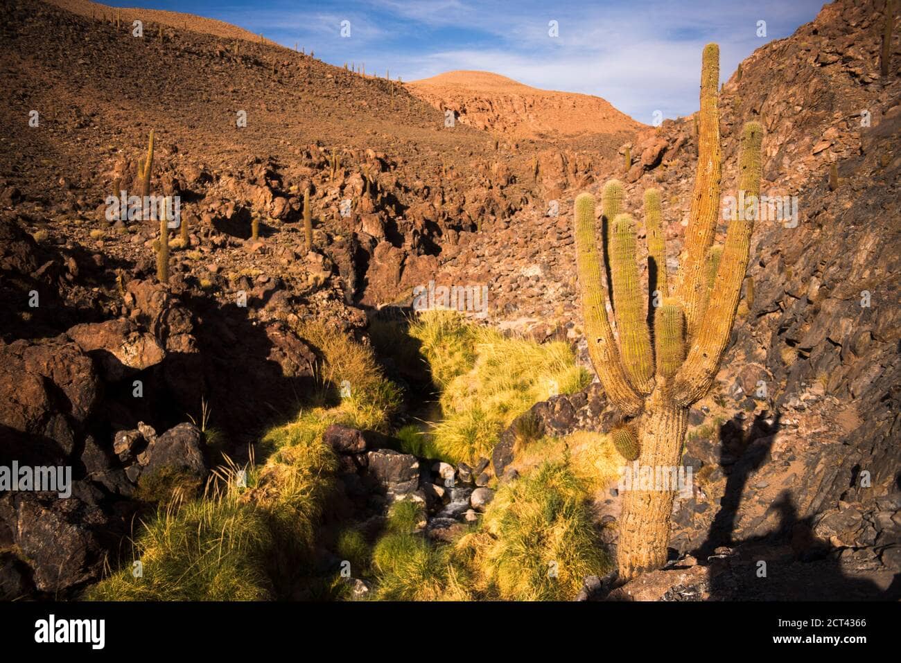 Towering Cardon Cacti