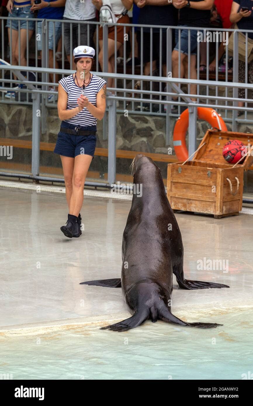 Seal Show