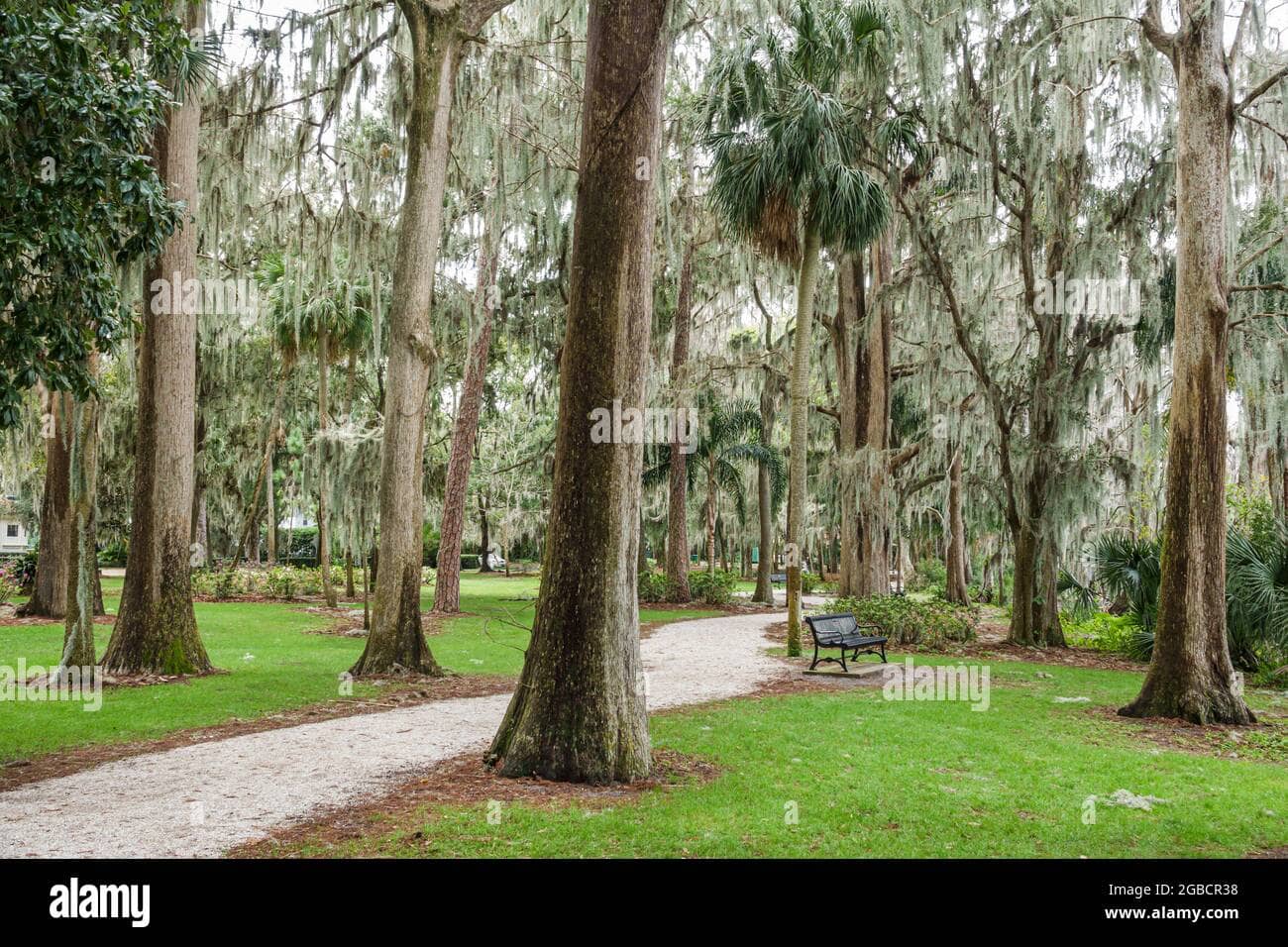 Majestic Cypress Trees