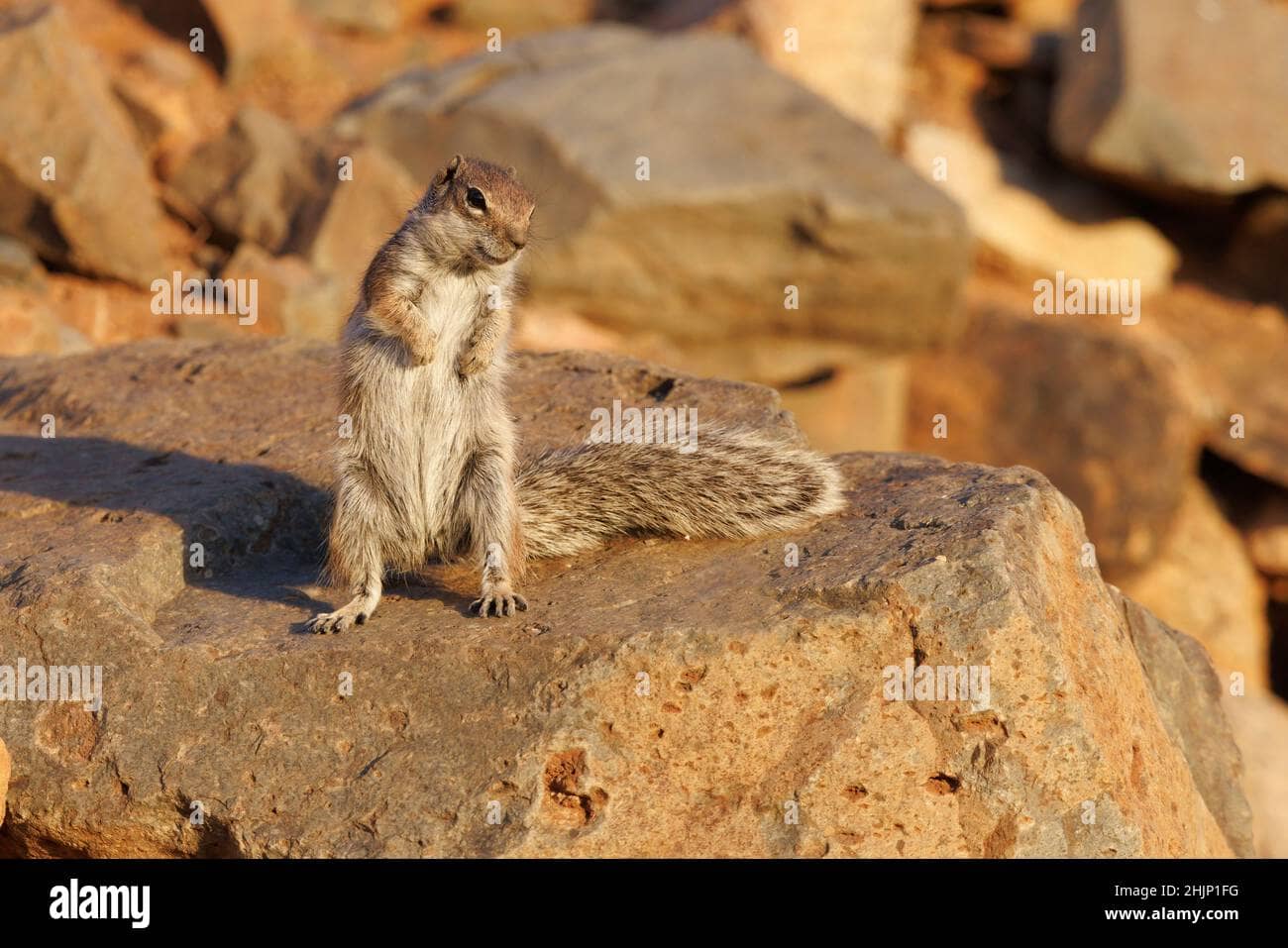 Charming Wildlife Encounters