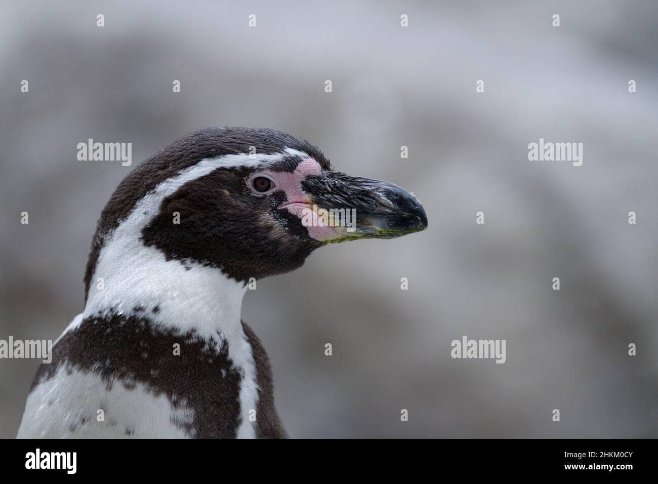 Humboldt Penguins
