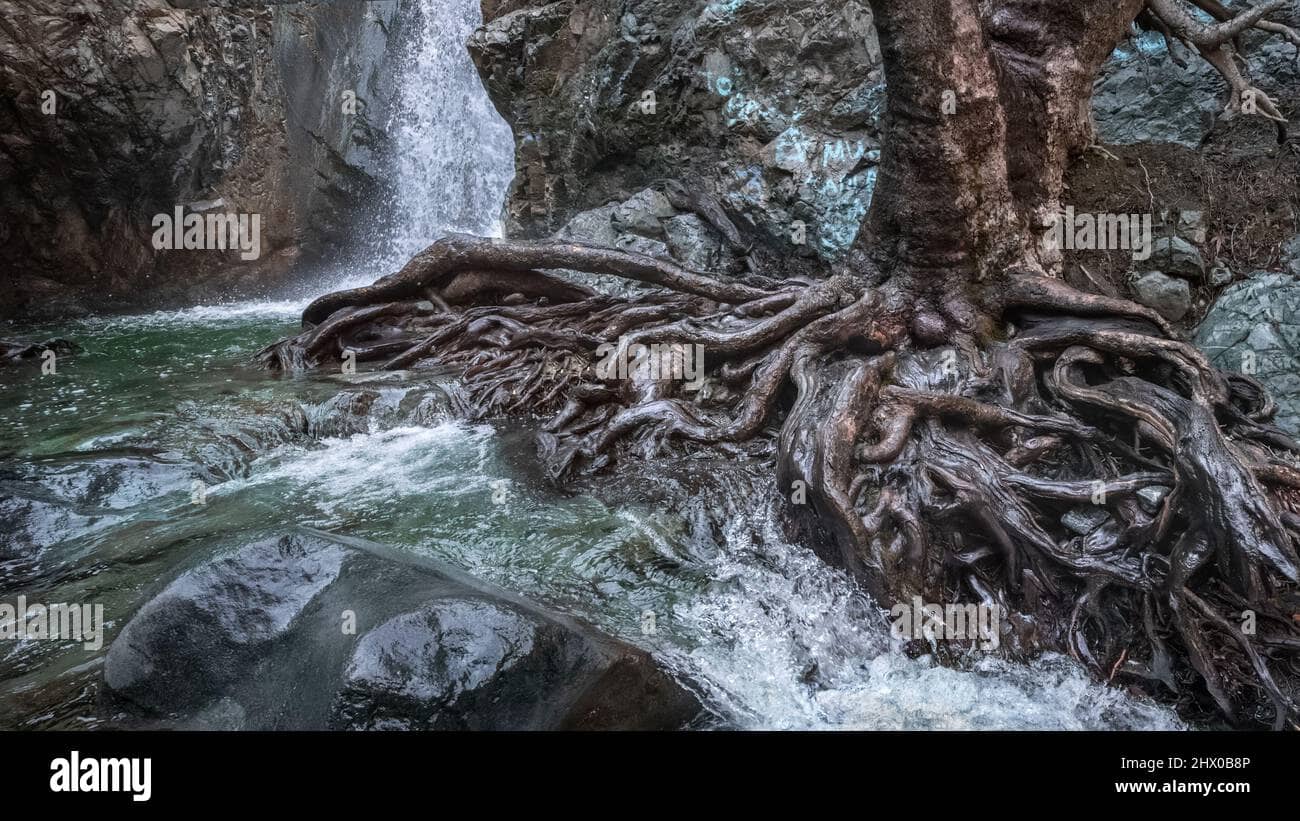 Ancient Tree Roots