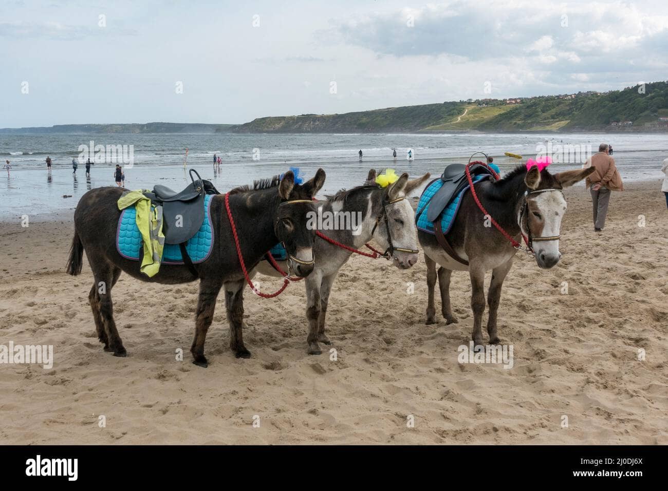 Donkey Rides