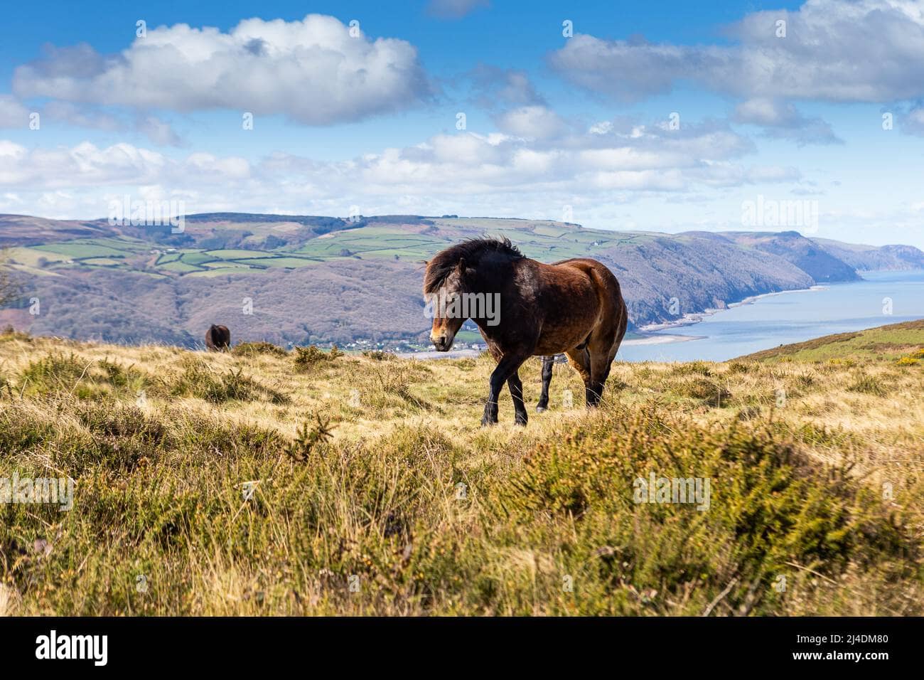 Encountering Exmoor Ponies