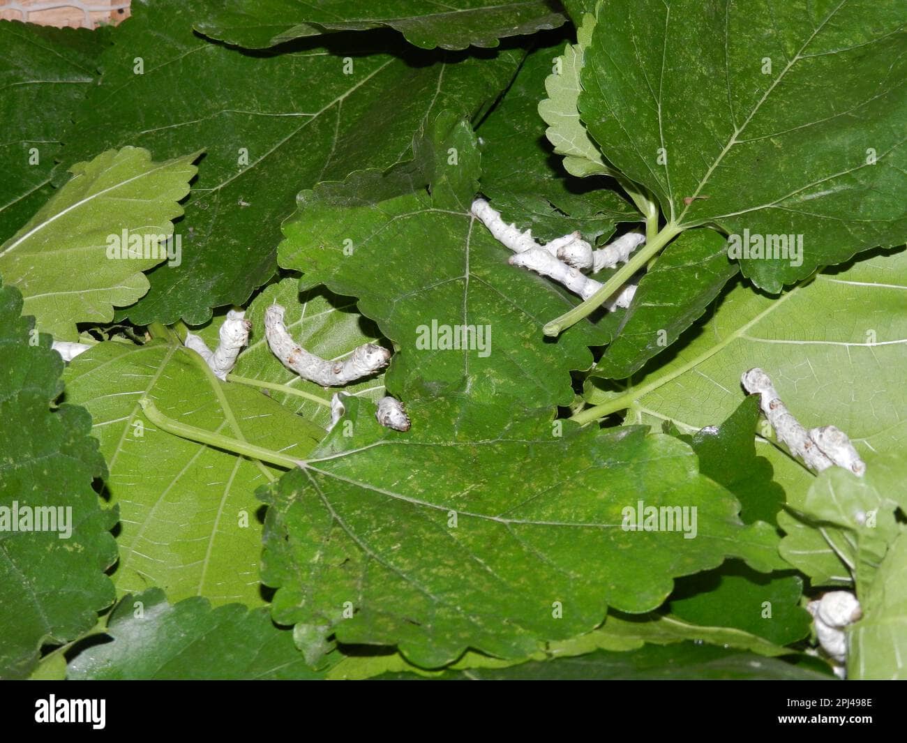 Silkworm Feeding
