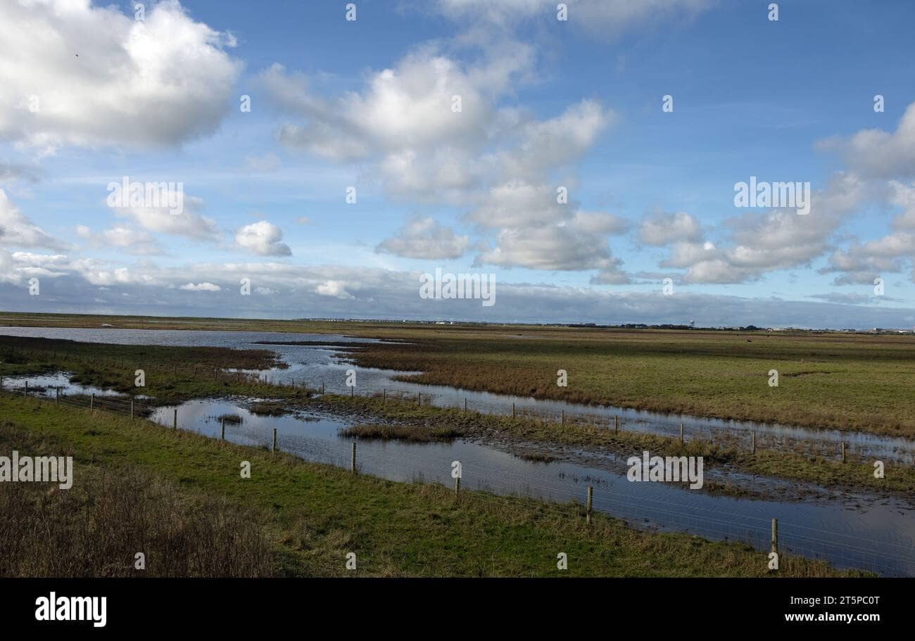 Salt Marsh Exploration
