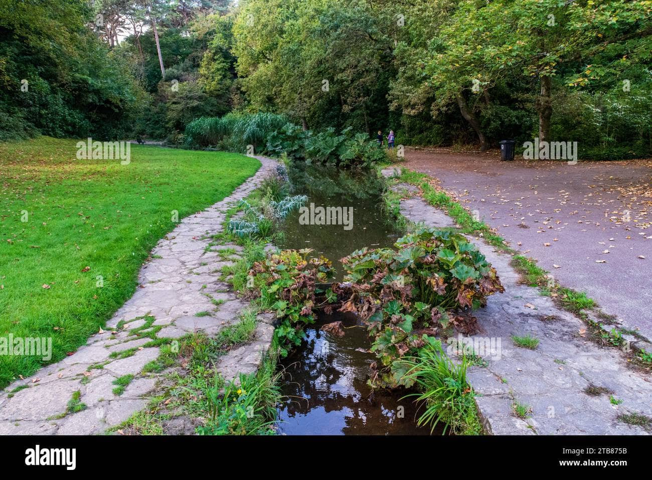 Stream Walk