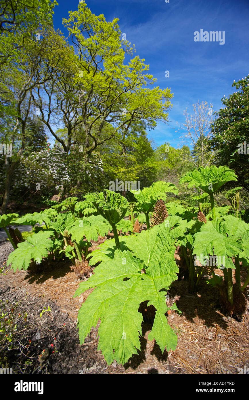 Giant Rhubarb